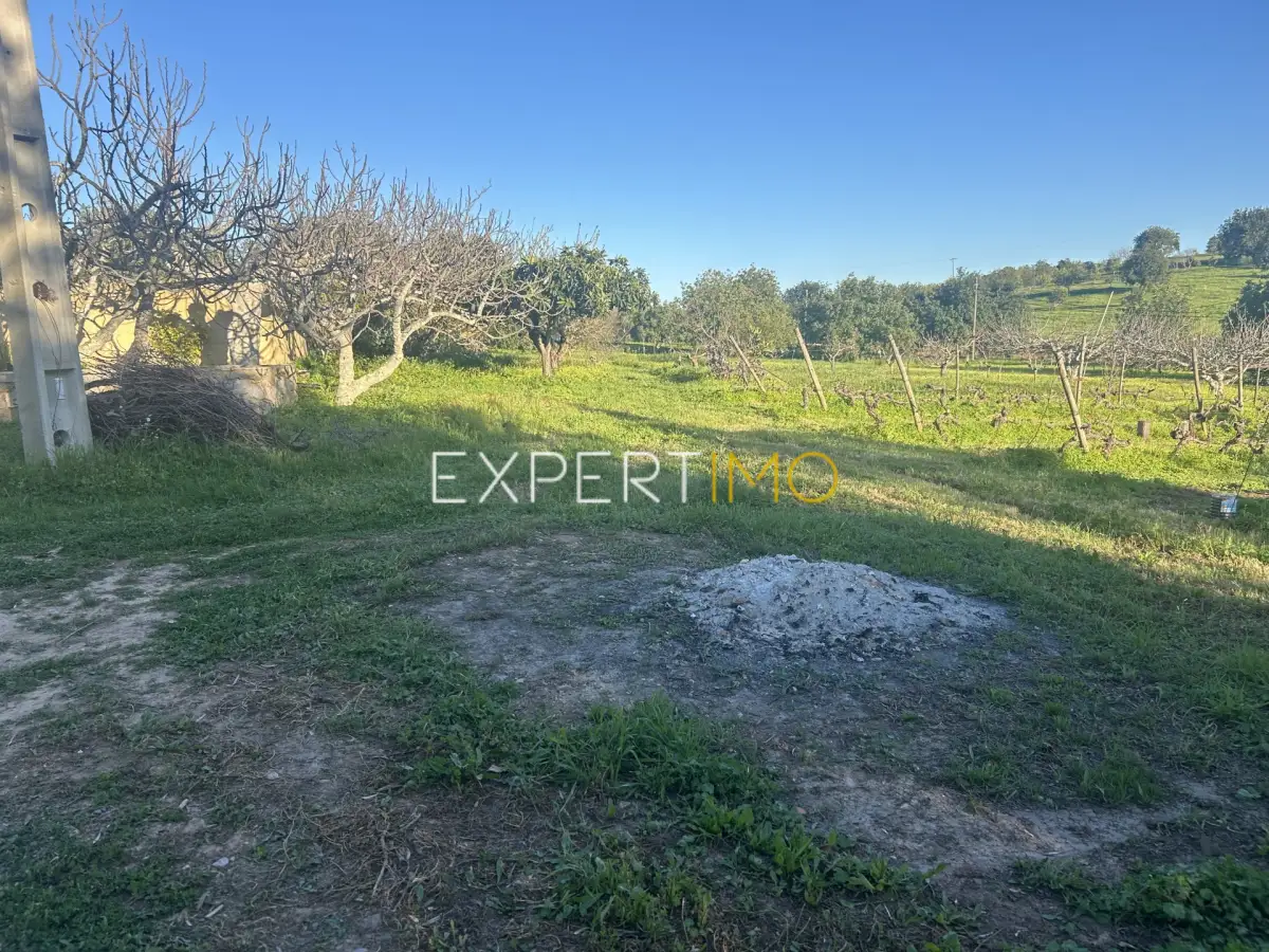 Jardim - Quinta com Casa Térrea T3, T1 e Terreno em Santa Catarina, Tavira (40)